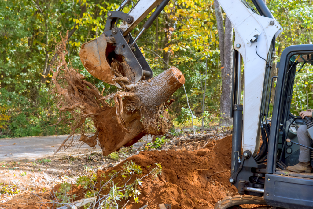 Tree & Stump Removal